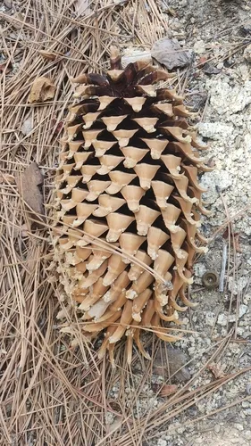 Coulter Pine — photo by Rod
