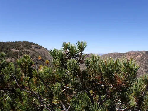 Border Pinyon