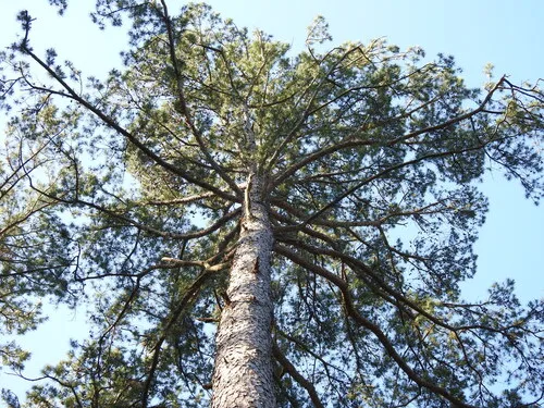 Shortleaf Pine — photo by saltyhiker