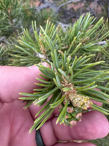 Twoneedle Pinyon — photo by Aaron Clark