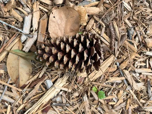 Slash Pine — photo by landryn1
