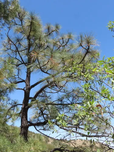 Apache Pine