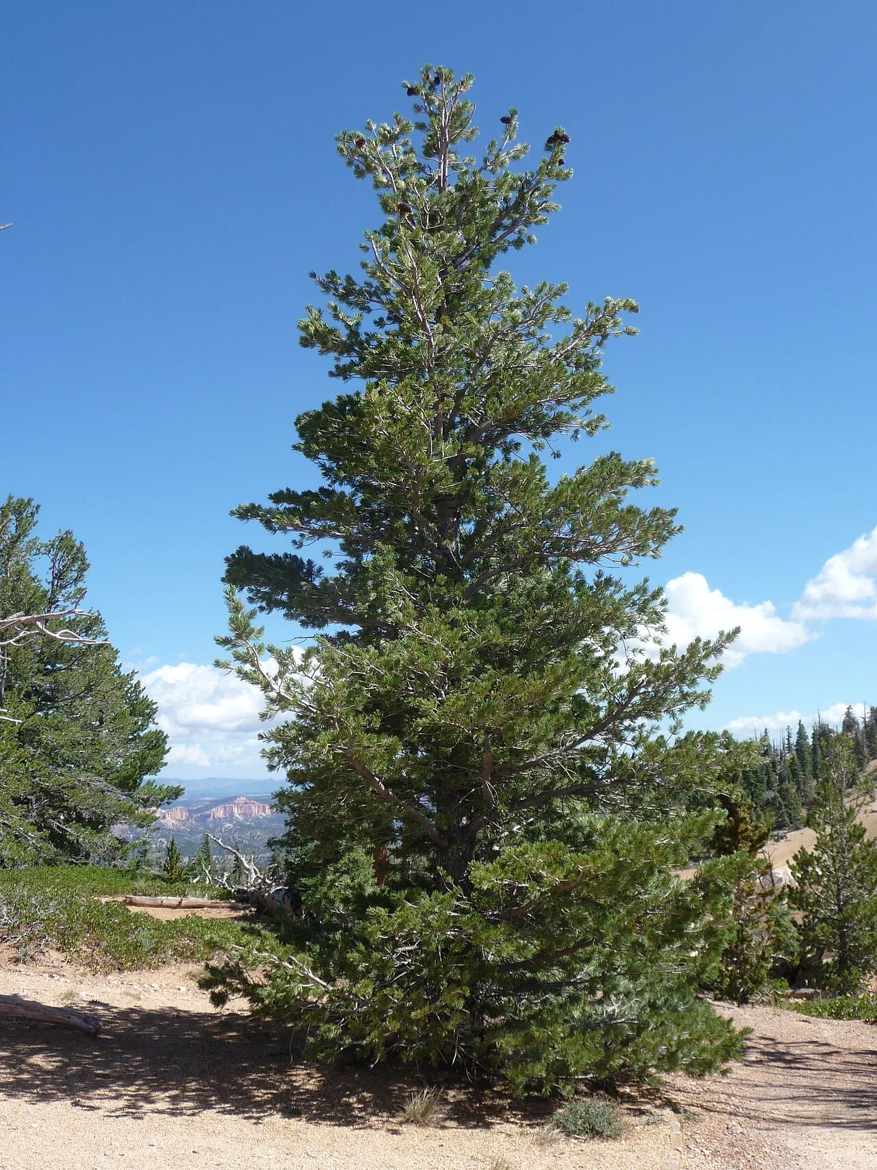 Limber Pine — photo by doug