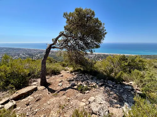 Aleppo Pine — photo by g_freymark