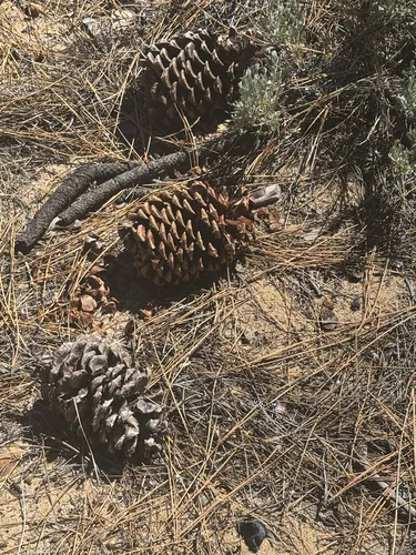 Jeffrey Pine — photo by nature_creeper