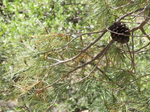 Chihuahuan Pine