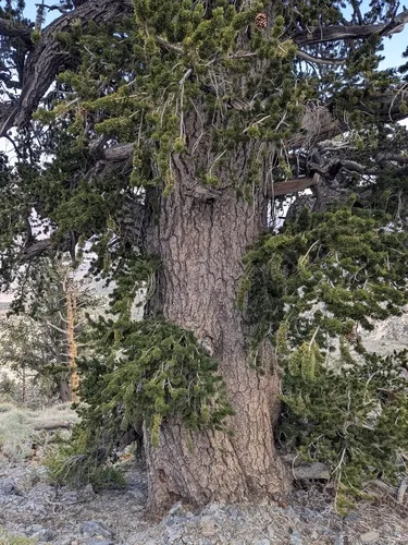 Great Basin Bristlecone Pine