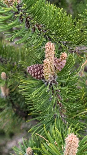 Mugo Pine — photo by bdrury