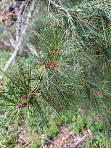 Bishop Pine