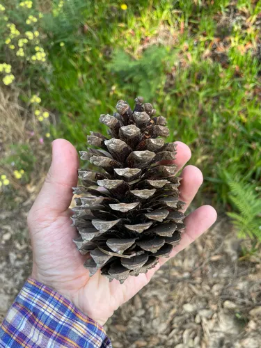 Maritime Pine — photo by Chase Mathey