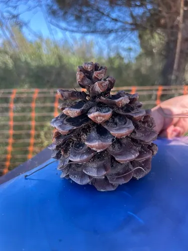 Italian Stone Pine — photo by Manel Antúnez