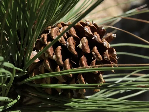 Ponderosa Pine — photo by Jim Morefield