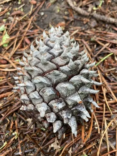 Table Mountain Pine — photo by the_wizard_of_the_woods