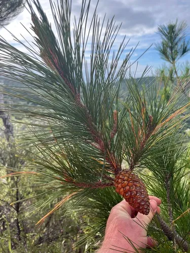 Monterey Pine — photo by Jack Warden