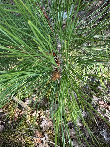 Red Pine — photo by maryajamieson