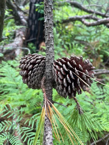 Pond Pine — photo by Jordan Merritt