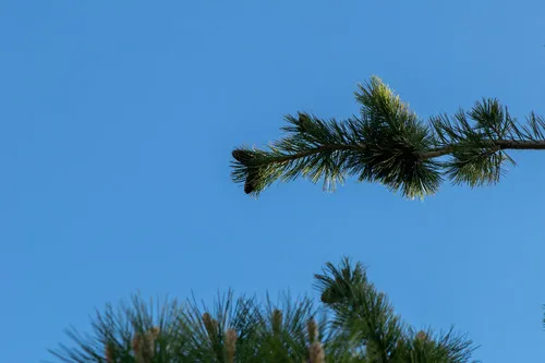 Southwestern White Pine — photo by Ben Sims