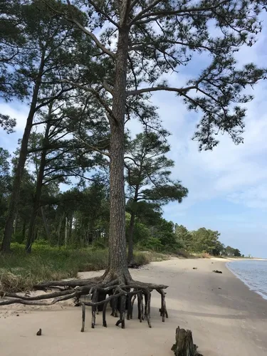 Loblolly Pine — photo by Ashley M Bradford