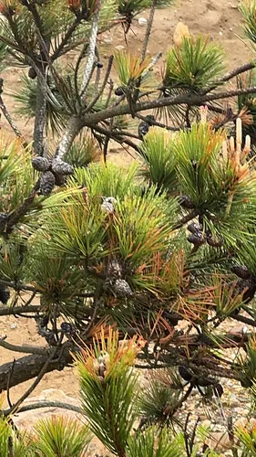 Japanese Black Pine — photo by cportermurray