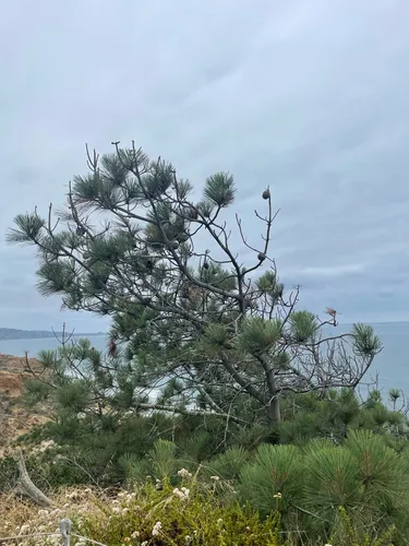 Torrey Pine — photo by Genevieve Bock