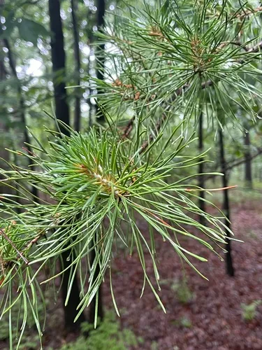 Virginia Pine — photo by wildegenes
