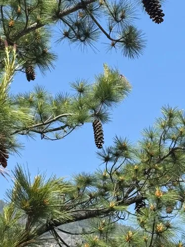 Bhutan Pine — photo by baugarten