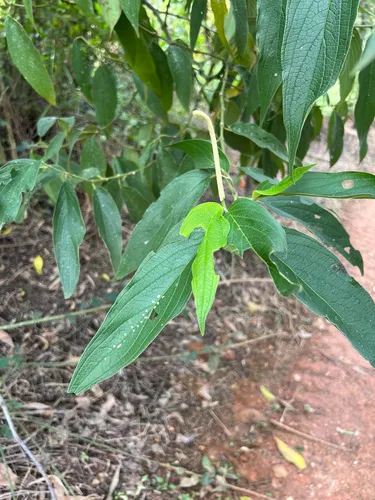 Higuillo De Hoja Menuda