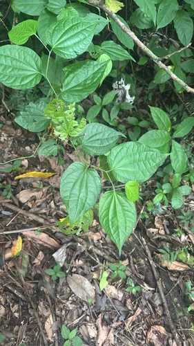 Higuillo De Limon