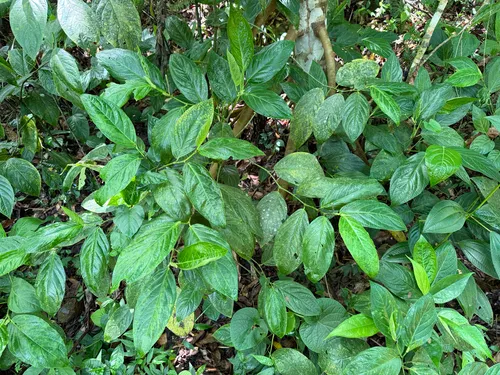 Guyanese Pepper