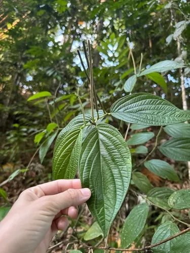 Jamaican Pepper