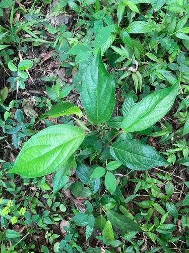 Caracas Pepper