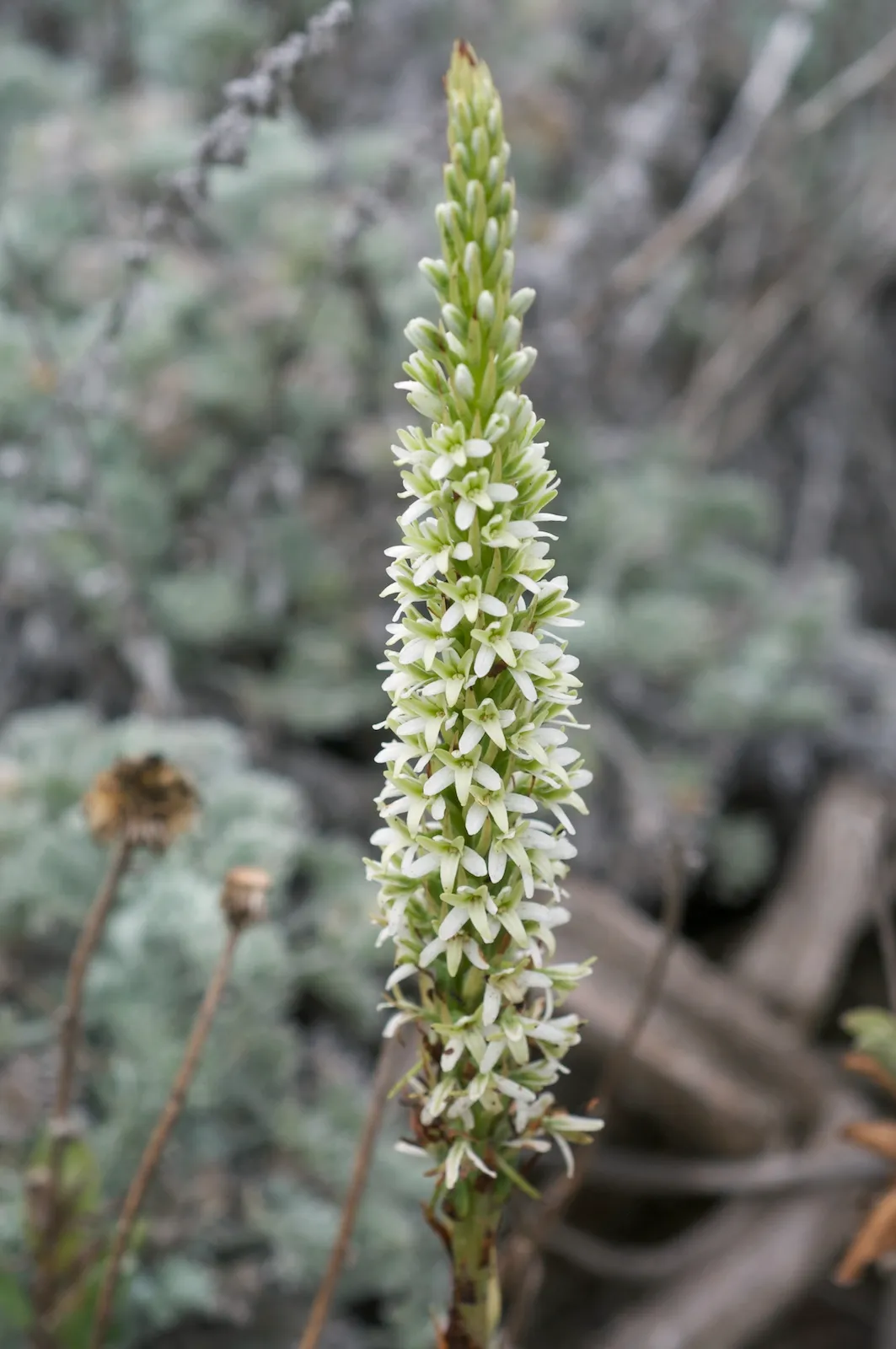 Elegant Piperia (subsp. elegans) — photo by Eric in SF