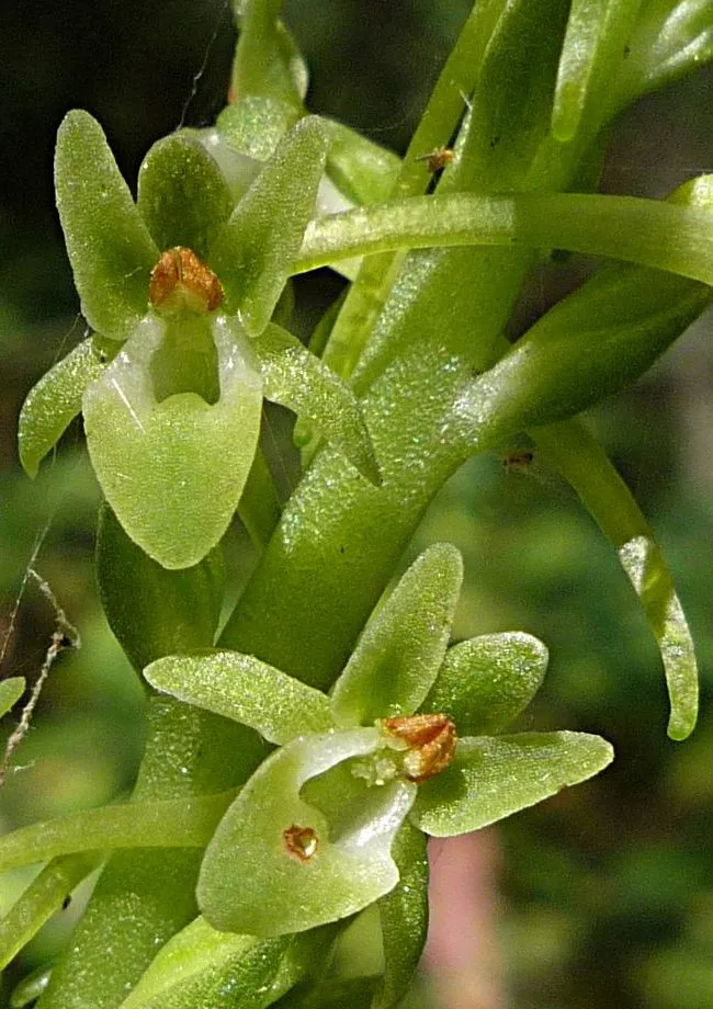 Michael's Piperia