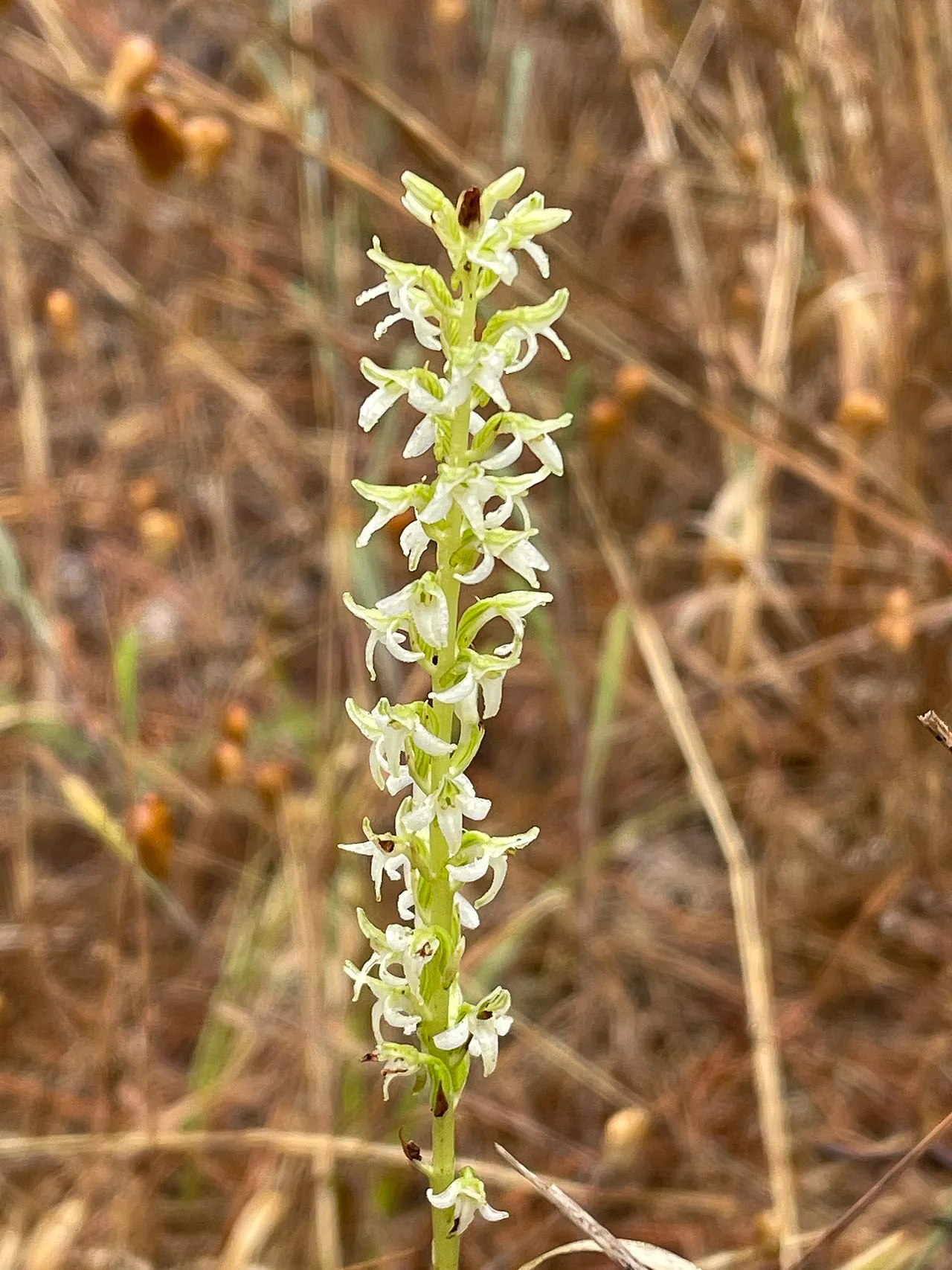 Yadon's Piperia — photo by Irene