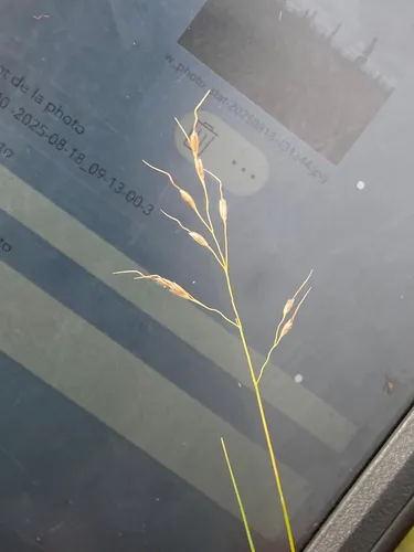 Canadian Ricegrass — photo by biol_rebgiroux