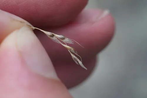 Littleseed Ricegrass