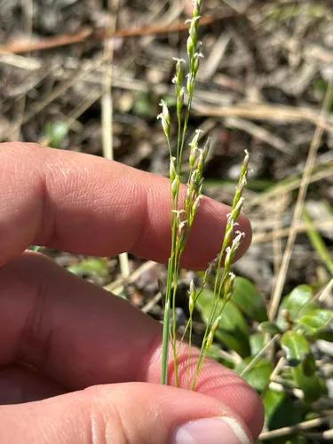 Mountain Ricegrass