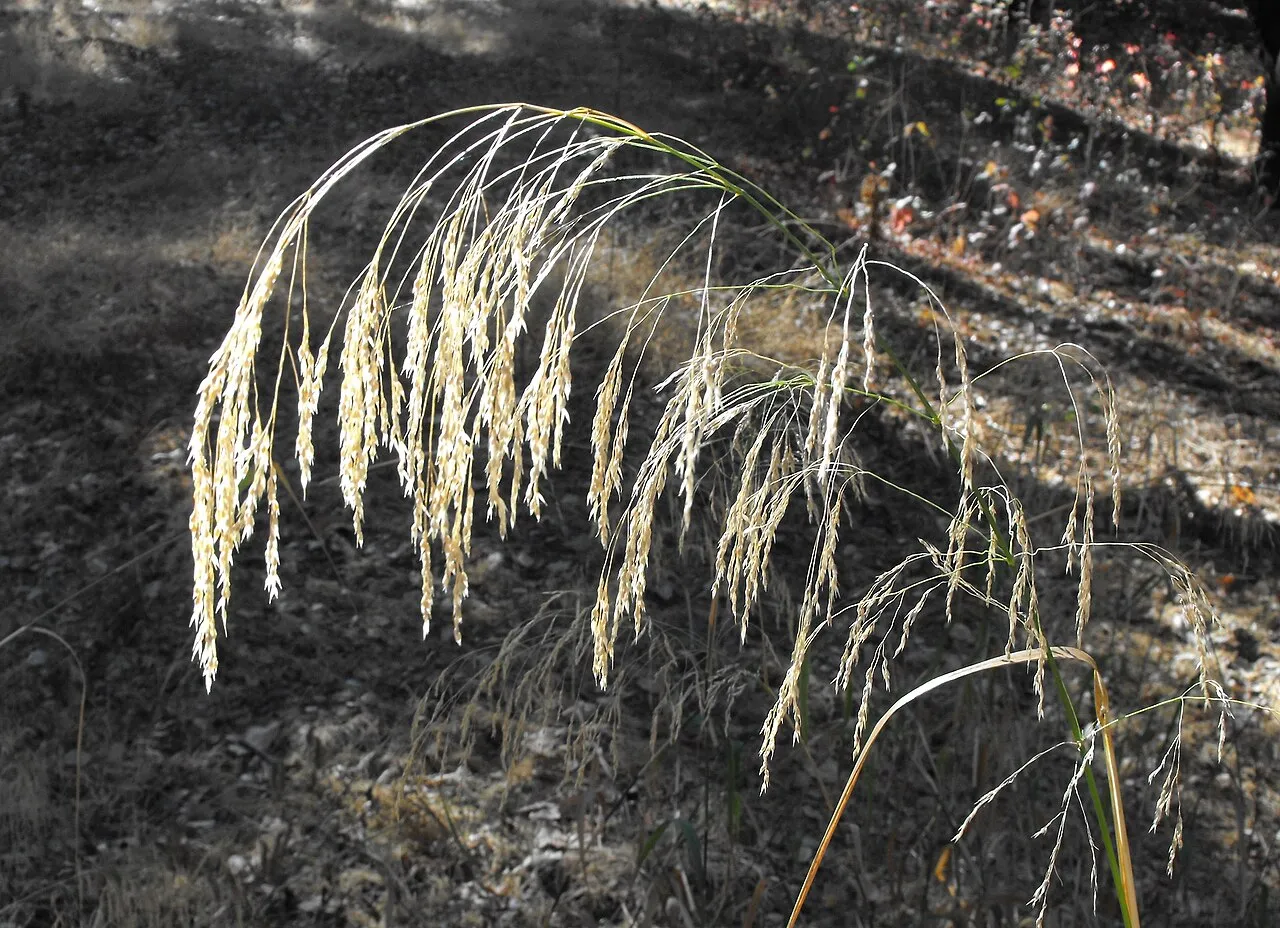Smilograss — photo by Stickpen