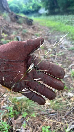 Blackseed Speargrass
