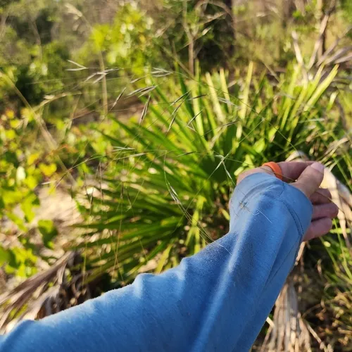 Florida Speargrass