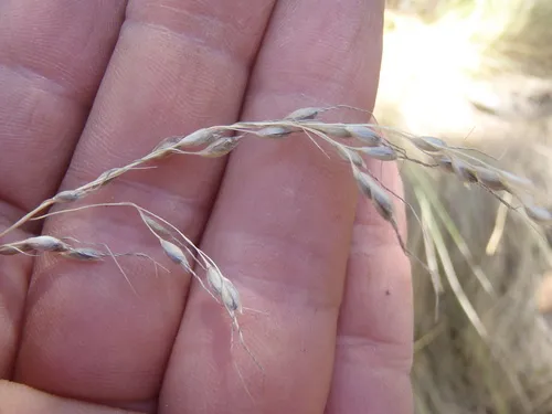 Pinyon Ricegrass