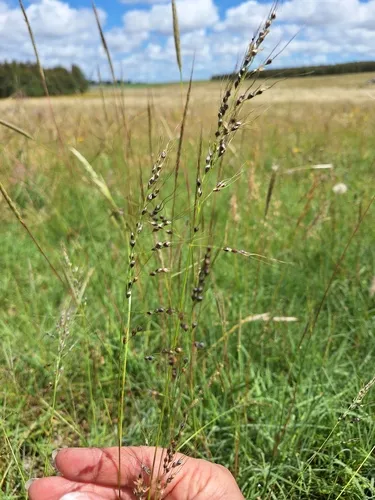 Purple Speargrass