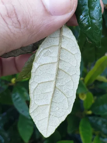 Acevedo's Velvetshrub