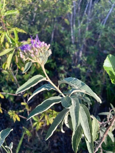 Antilles Velvetshrub — photo by Omar Monzon Carmona