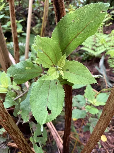 Waimea Pipturus — photo by Tara Severns