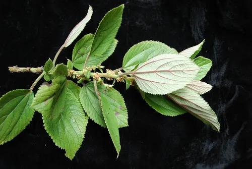 Forbes' Pipturus