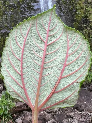 Red Pipturus