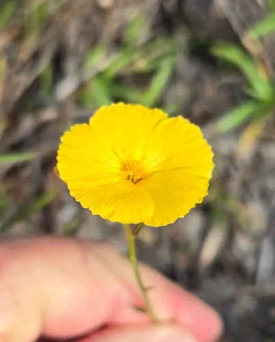 Pitted Stripeseed