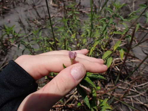 Purple Stripeseed