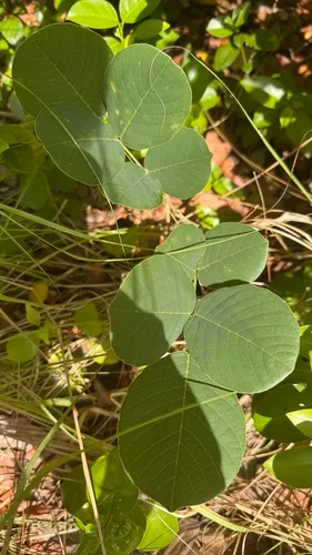 Florida Fishpoison Tree — photo by Ashlie Poland